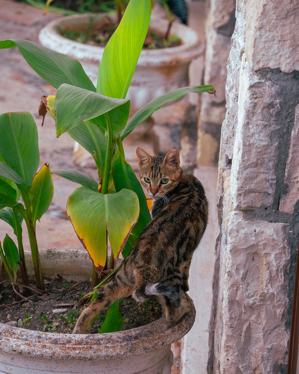 A brown tabby glancing back from the rim of a planter beside a stone wall