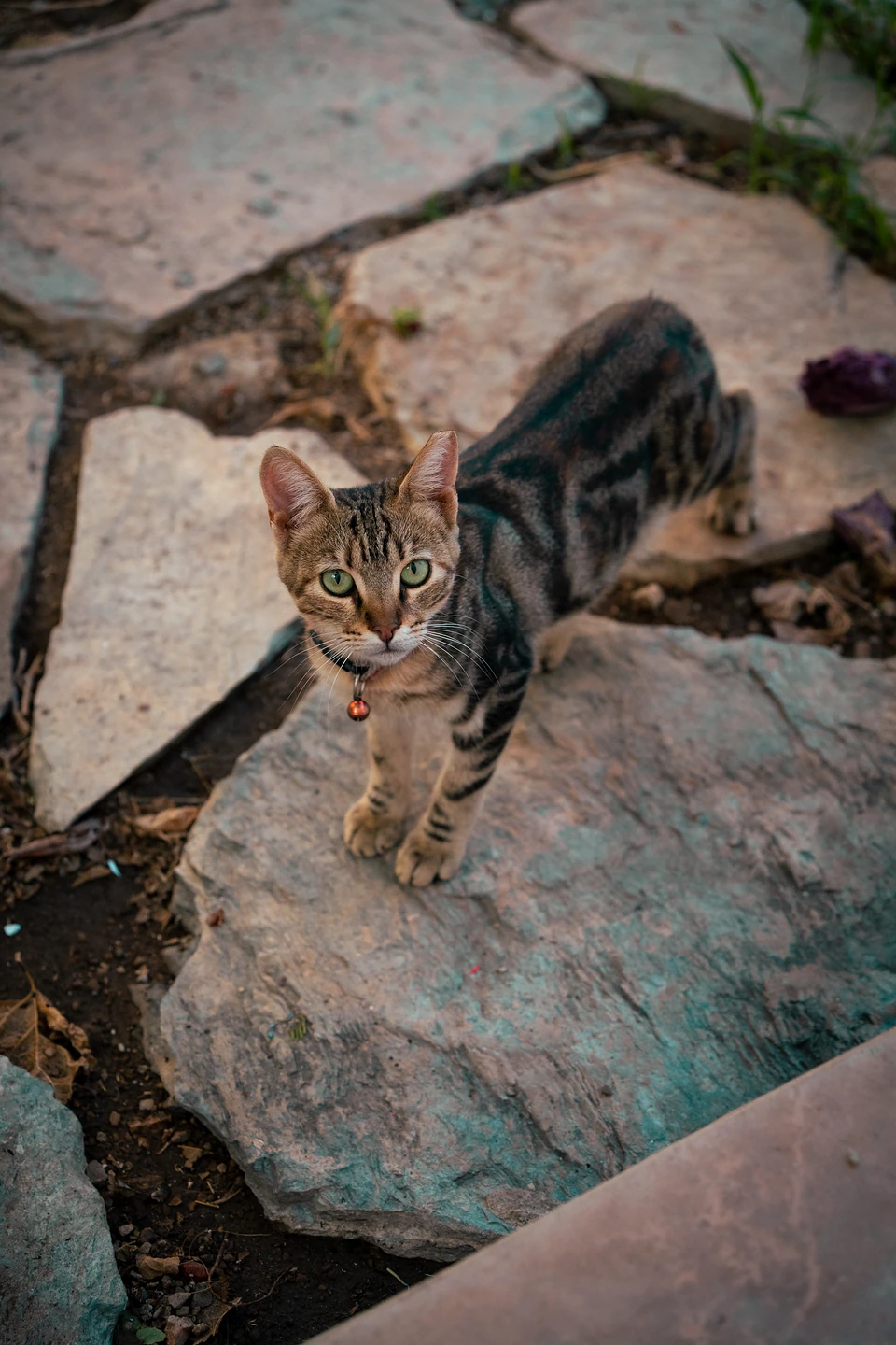 A tabby with a little red bell on its collar, looking up from flat garden stones