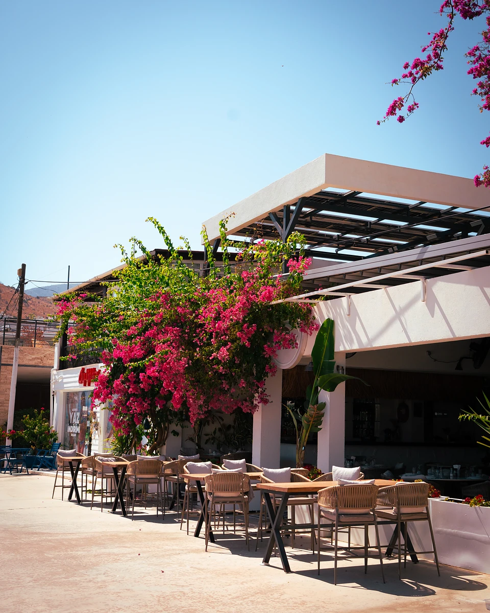 Bougainvillea spilling over a sunlit terrace in Türkbükü, rattan chairs set at empty tables