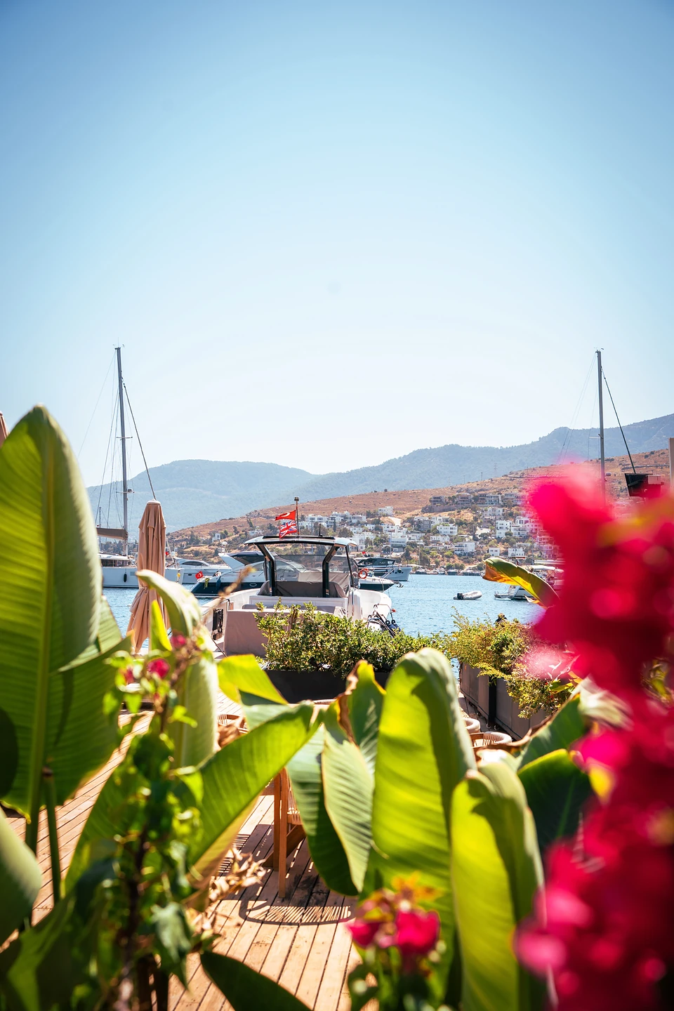 A moored motor yacht seen past broad leaves and pink bougainvillea in Türkbükü