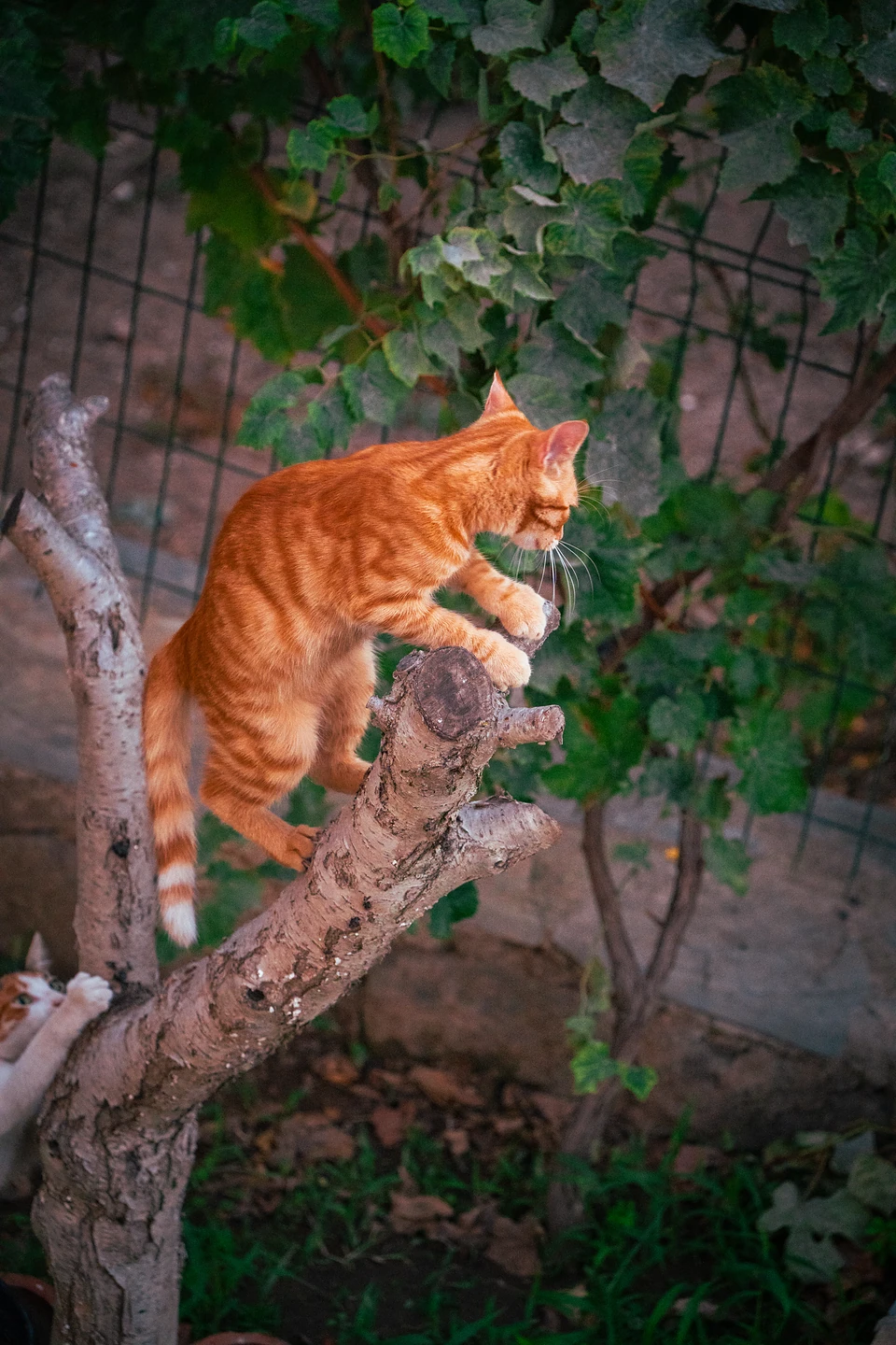 A ginger tabby climbing a pruned tree under a vine, another cat reaching up below