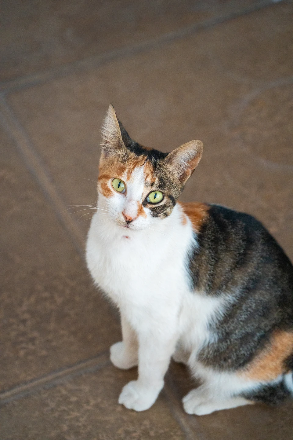 A calico cat sitting on brown floor tiles, head tilted, looking up at the camera