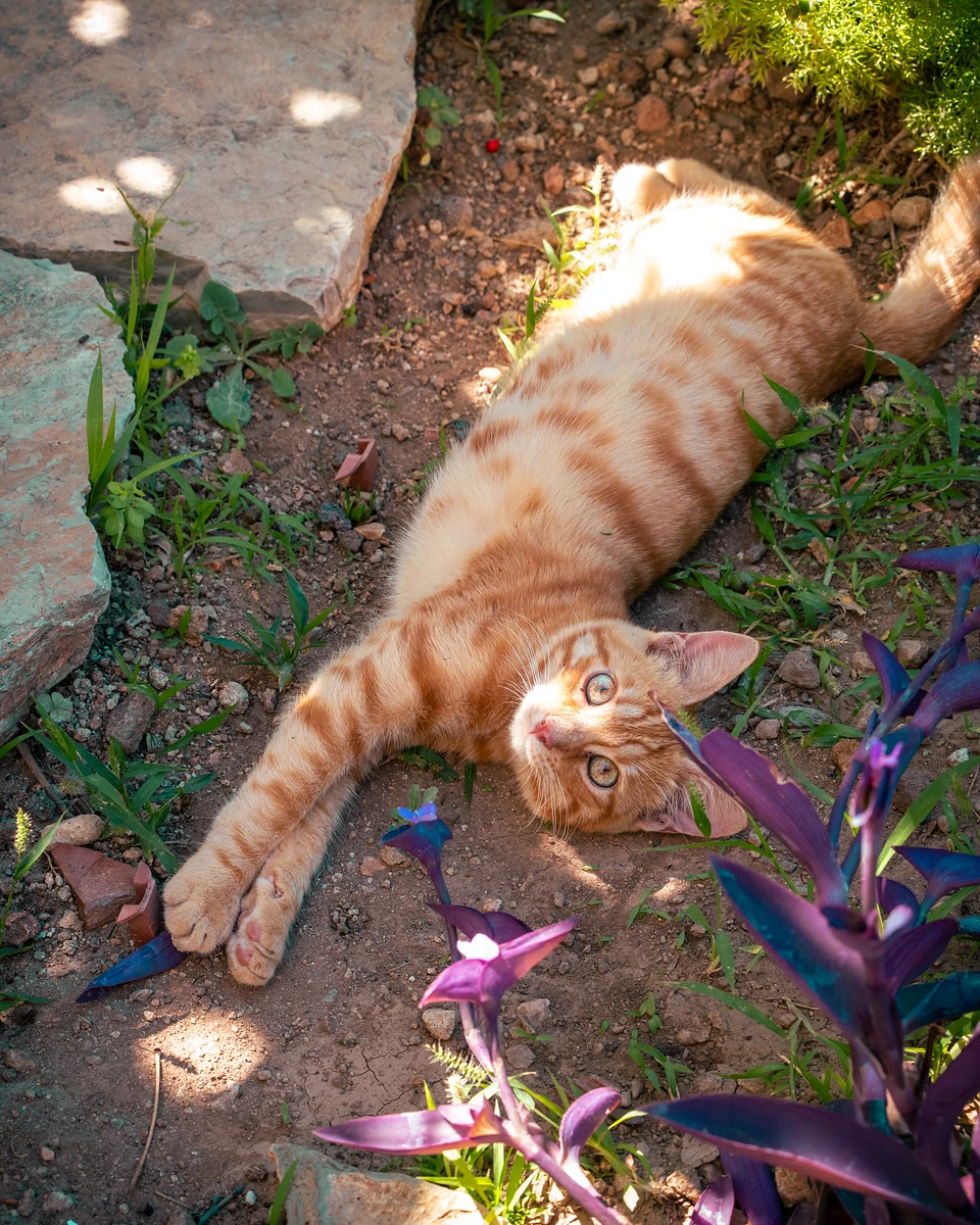 A ginger tabby stretched out on its side in the dust, purple-leaved plants in front