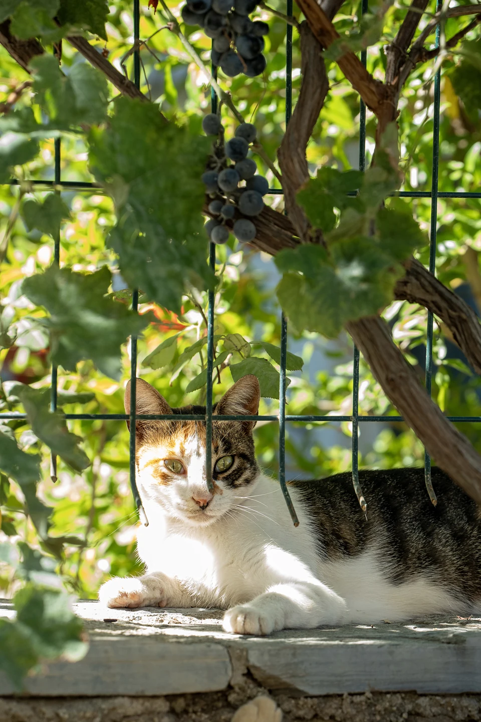 A tabby-and-white cat lying on a stone ledge under a grapevine, dark grapes hanging above