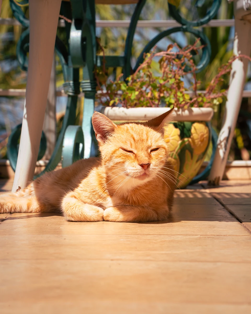 A ginger cat dozing with eyes closed in the sun beneath green wrought-iron garden furniture