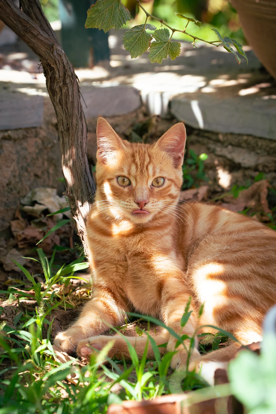 A ginger tabby in dappled shade under a vine, the tip of its tongue showing