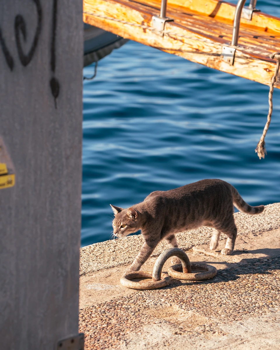 A grey tabby walking along the quay past iron mooring rings, blue water beside it