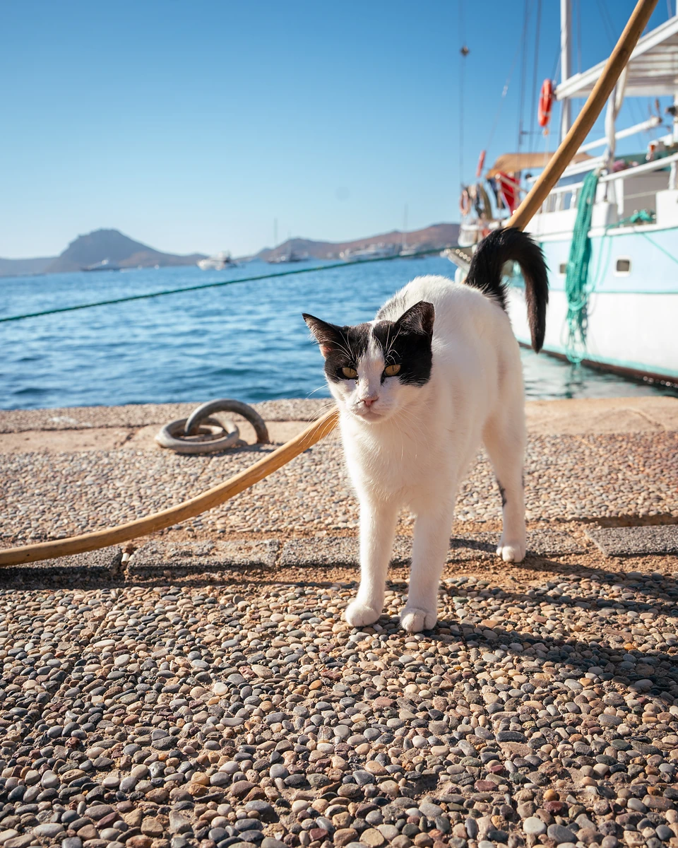 A black-and-white cat on the pebbled quay, a moored boat and distant hills behind