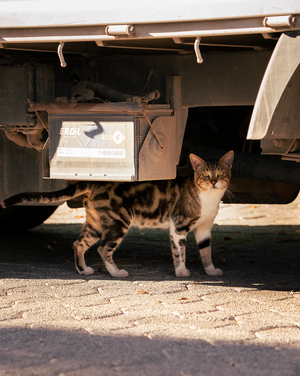 A tabby-and-white cat standing in the shade beneath a parked truck, looking out