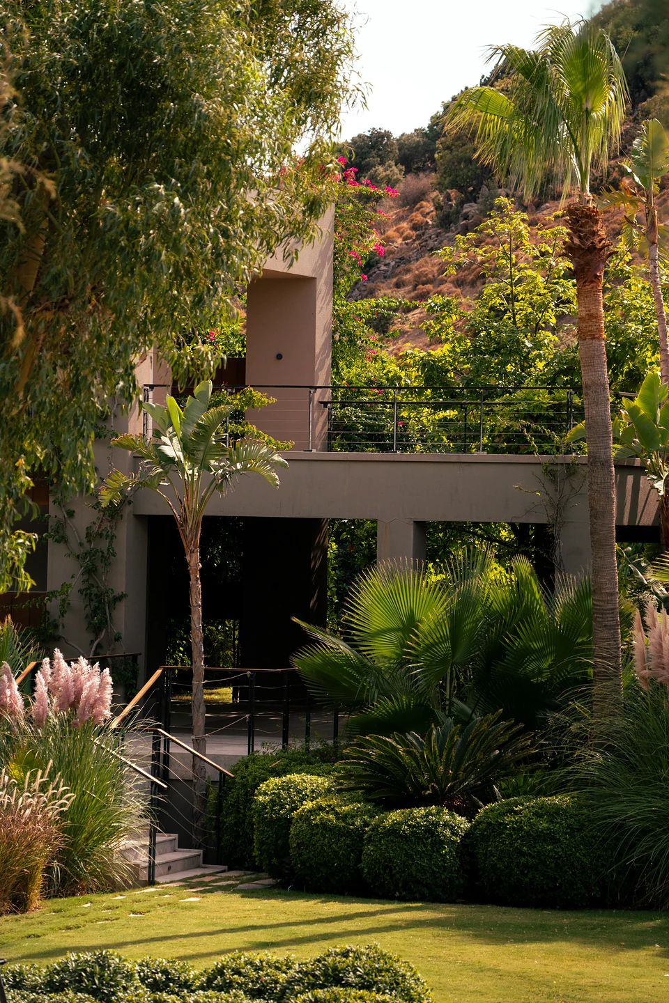 A modern stone house behind clipped shrubs, palms and pink feathery grasses on a Bodrum hillside