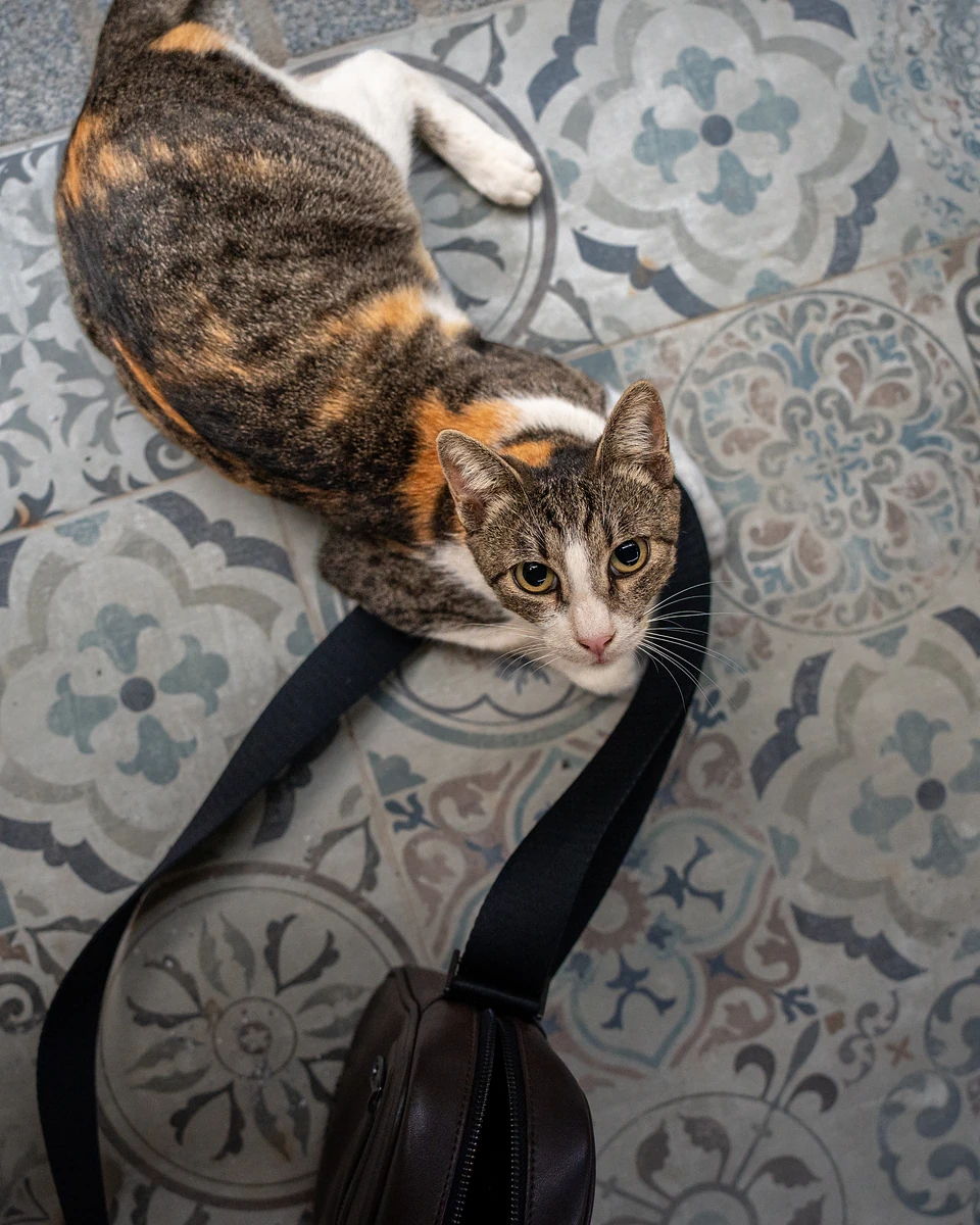 A calico tabby lying on patterned blue-grey tiles beside a black bag, looking up