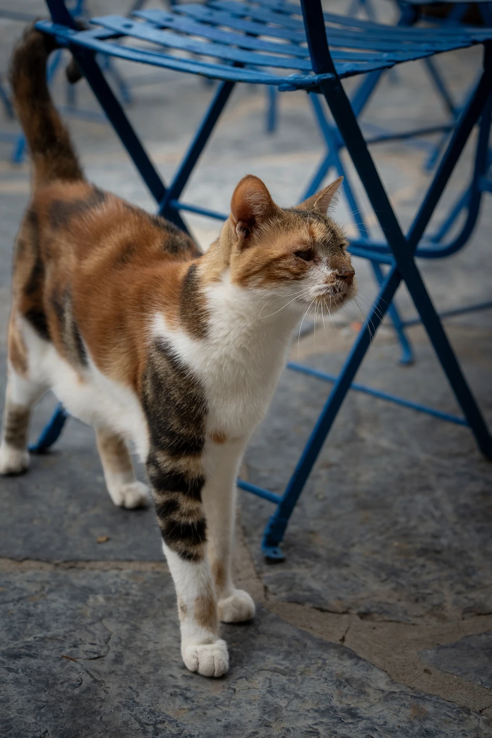 A calico cat strolling past blue metal café chairs on stone paving