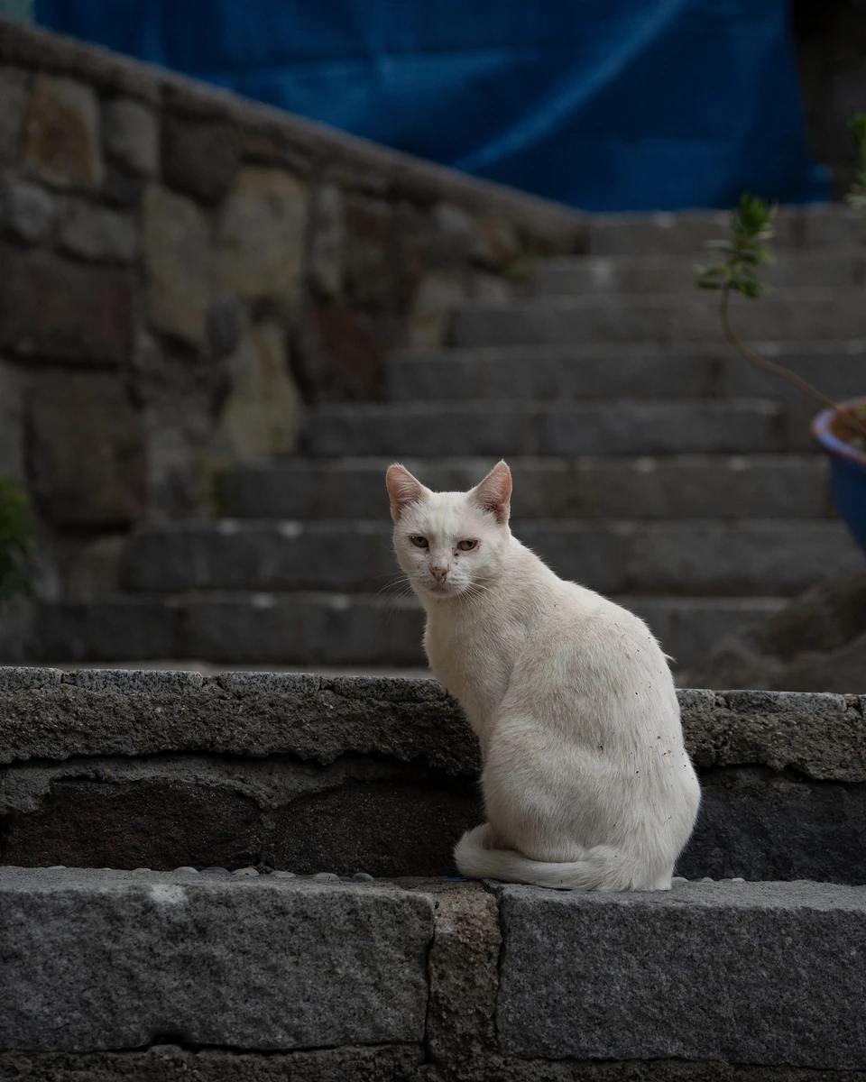 A white cat sitting on a grey stone step, a stone staircase climbing behind it