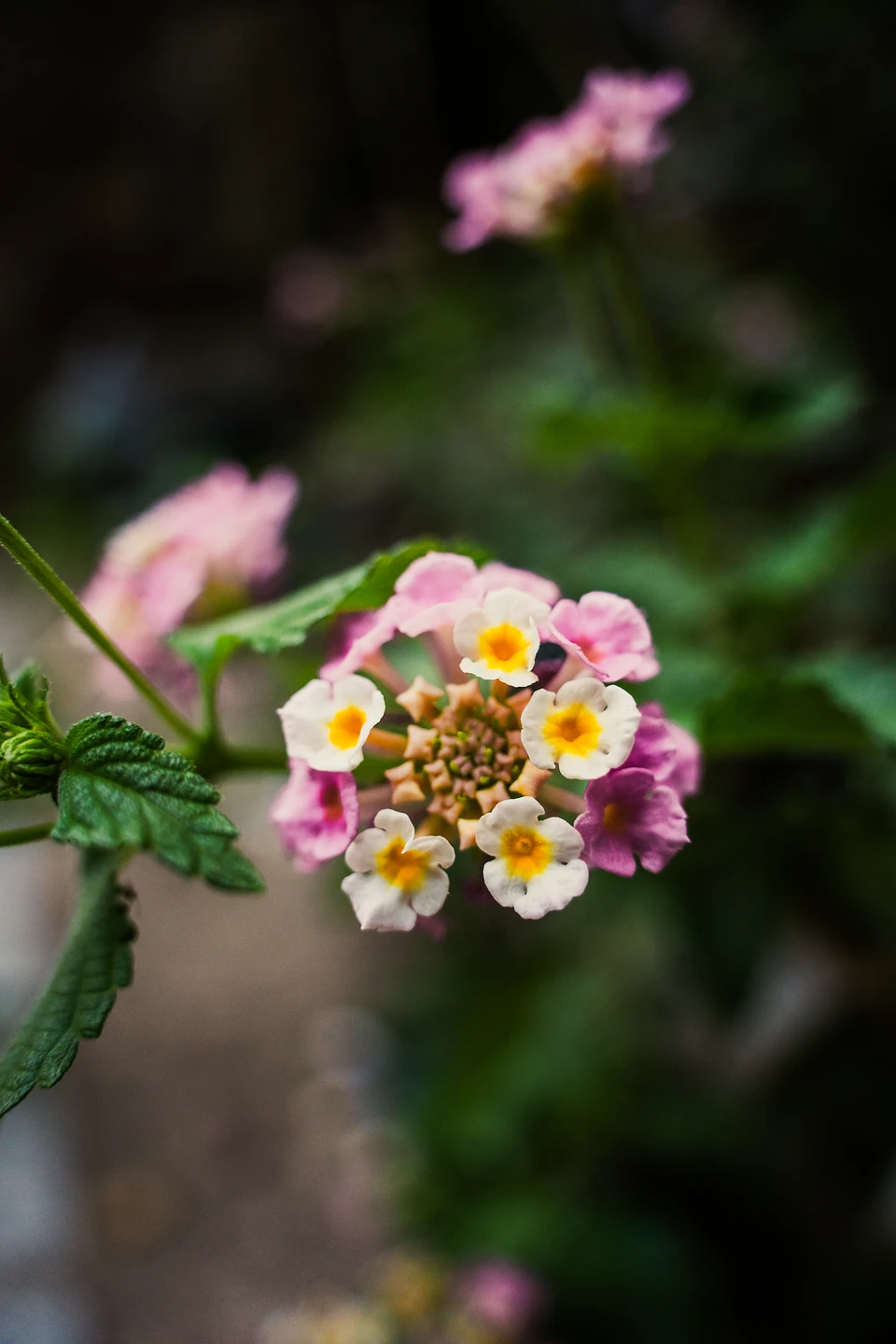 A small round flower head of white and pink blossoms with yellow centres
