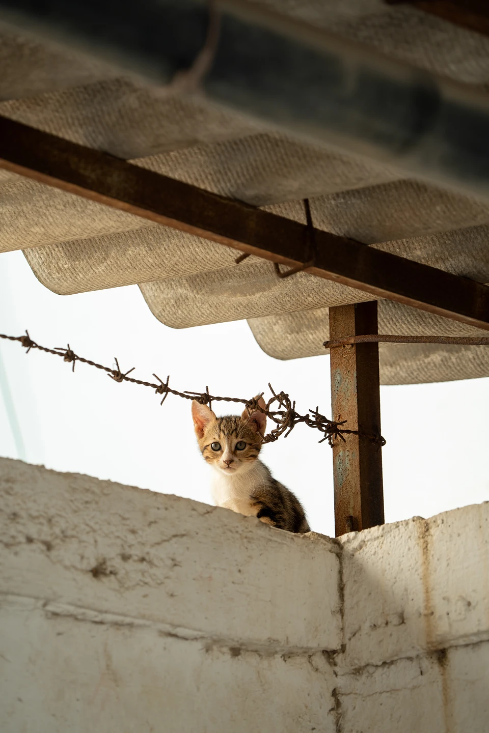 A kitten peering over a whitewashed wall beneath rusty barbed wire and a corrugated roof