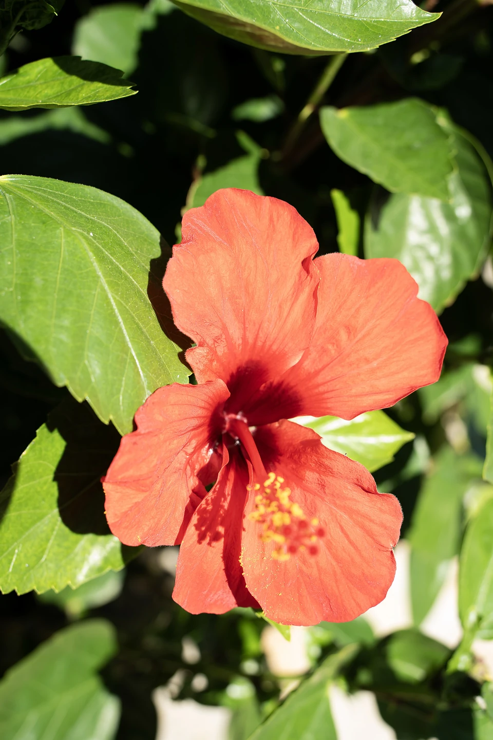 A coral-red hibiscus flower open among broad green leaves in bright sun