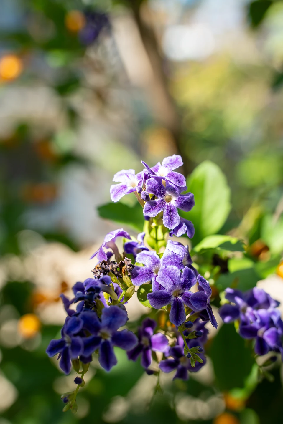 Clusters of small violet flowers in the sun against a blurred green and orange background