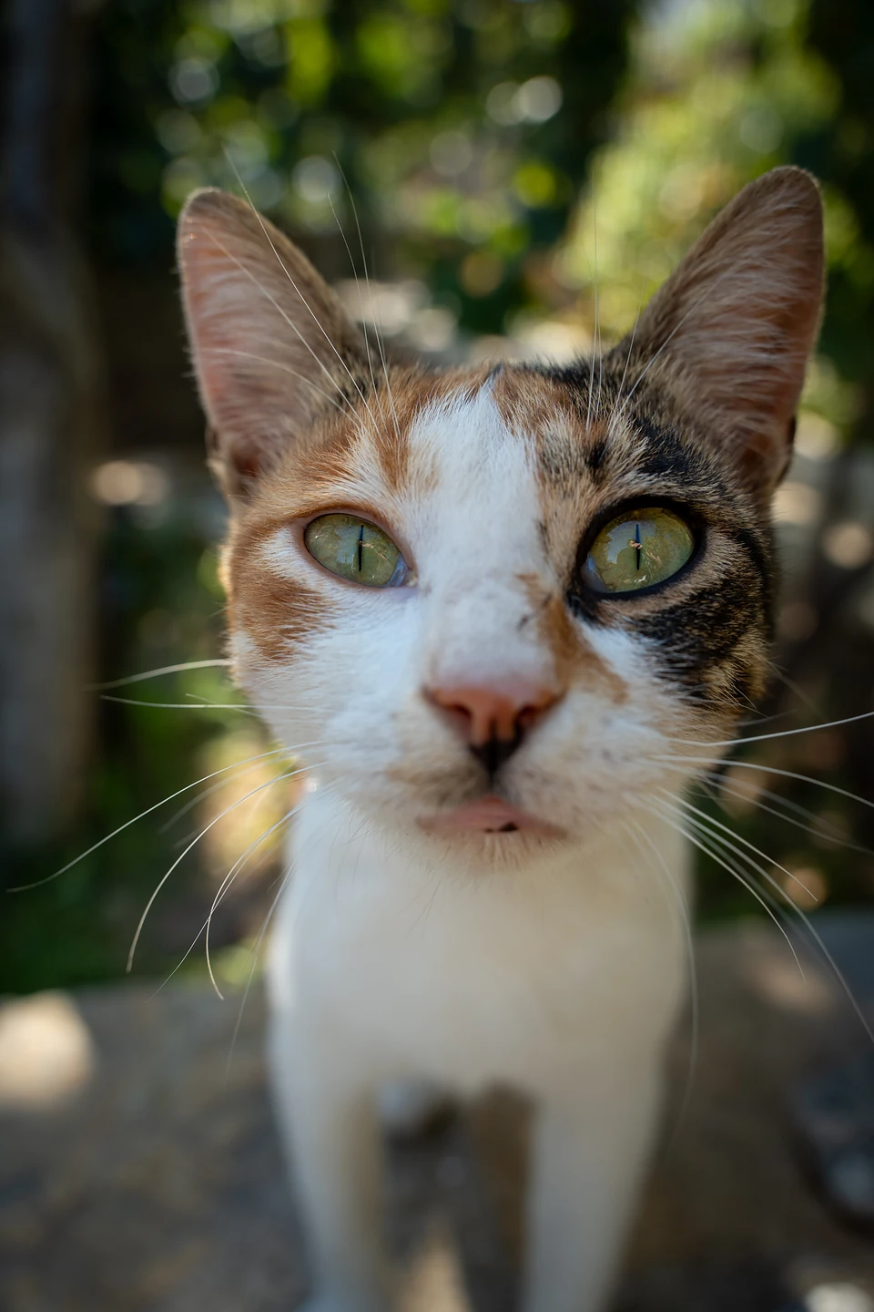 A calico cat's face up close, green eyes and long whiskers almost touching the lens