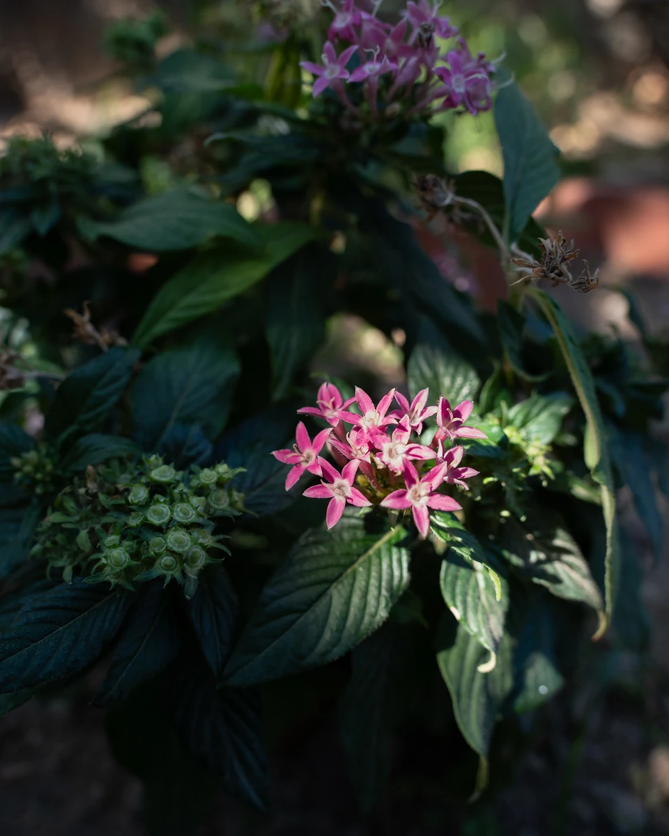 Clusters of small pink star-shaped flowers among dark leaves, caught by a patch of sun