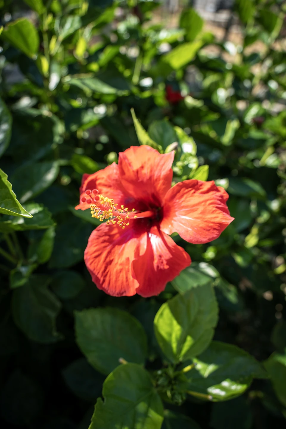 A single red hibiscus against a dark green bush, its stamen catching the light
