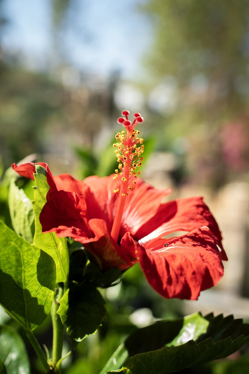 A red hibiscus seen side-on, its long stamen rising against a soft, blurred garden