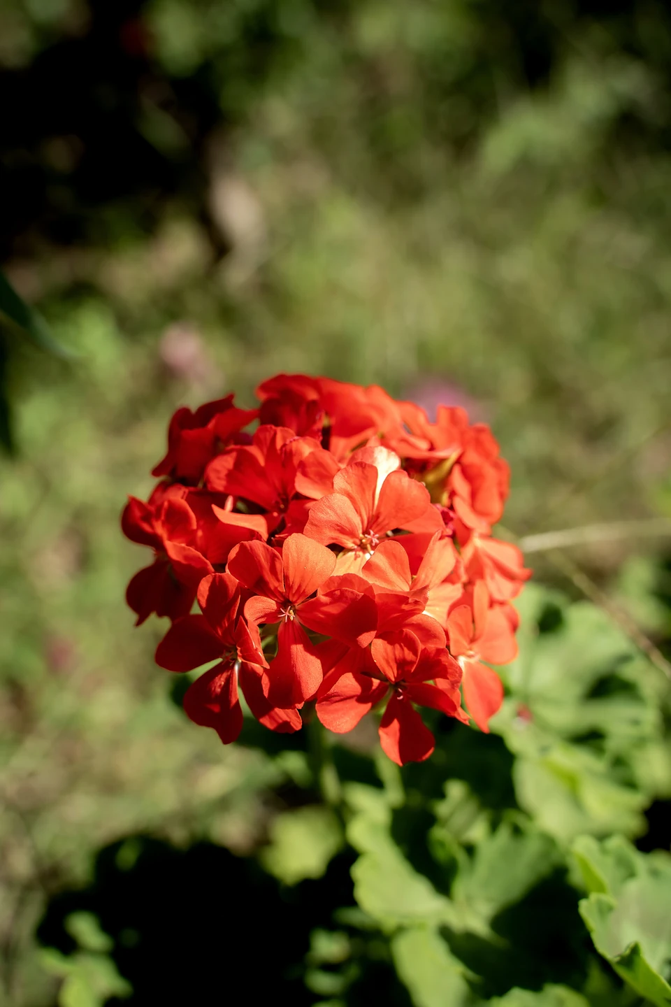 A round cluster of red geranium flowers in sunlight above a soft green background
