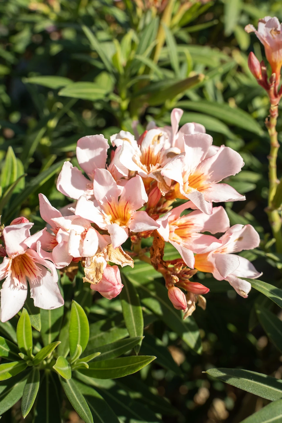 A cluster of pale pink oleander flowers with orange throats among narrow leaves