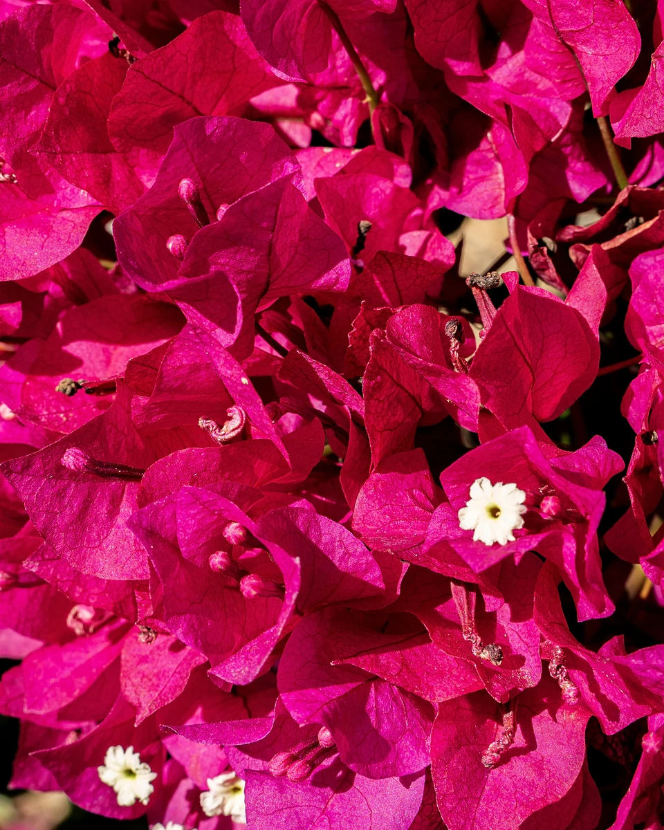 Magenta bougainvillea filling the frame, a few tiny white flowers among its papery petals
