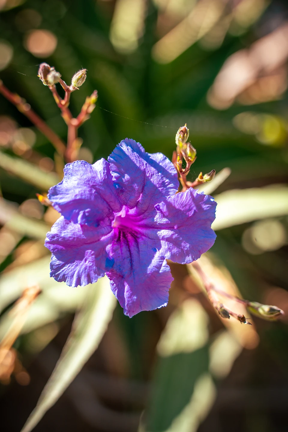 A ruffled purple flower with a dark-veined throat, buds on thin red stems around it