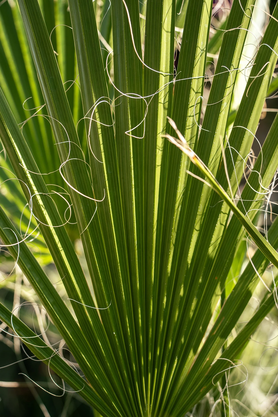 A backlit fan palm leaf, fine white threads curling between its green blades