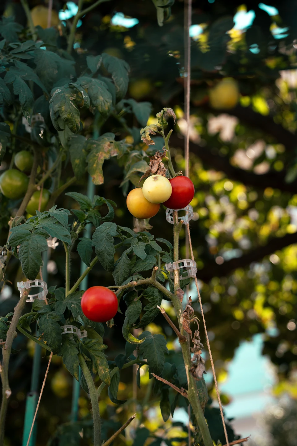 Red, yellow and orange tomatoes ripening on staked vines in dappled shade
