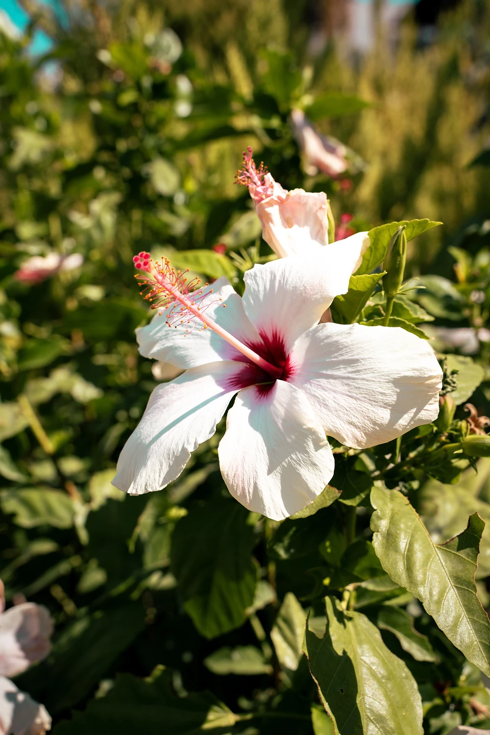 A white hibiscus with a deep red centre, a second bloom opening behind it