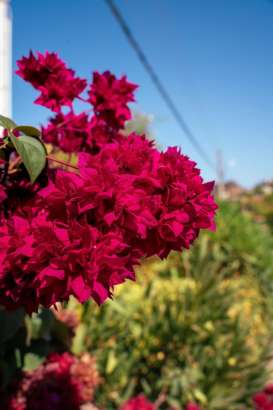 Deep crimson bougainvillea against a clear blue sky, an overhead cable crossing behind