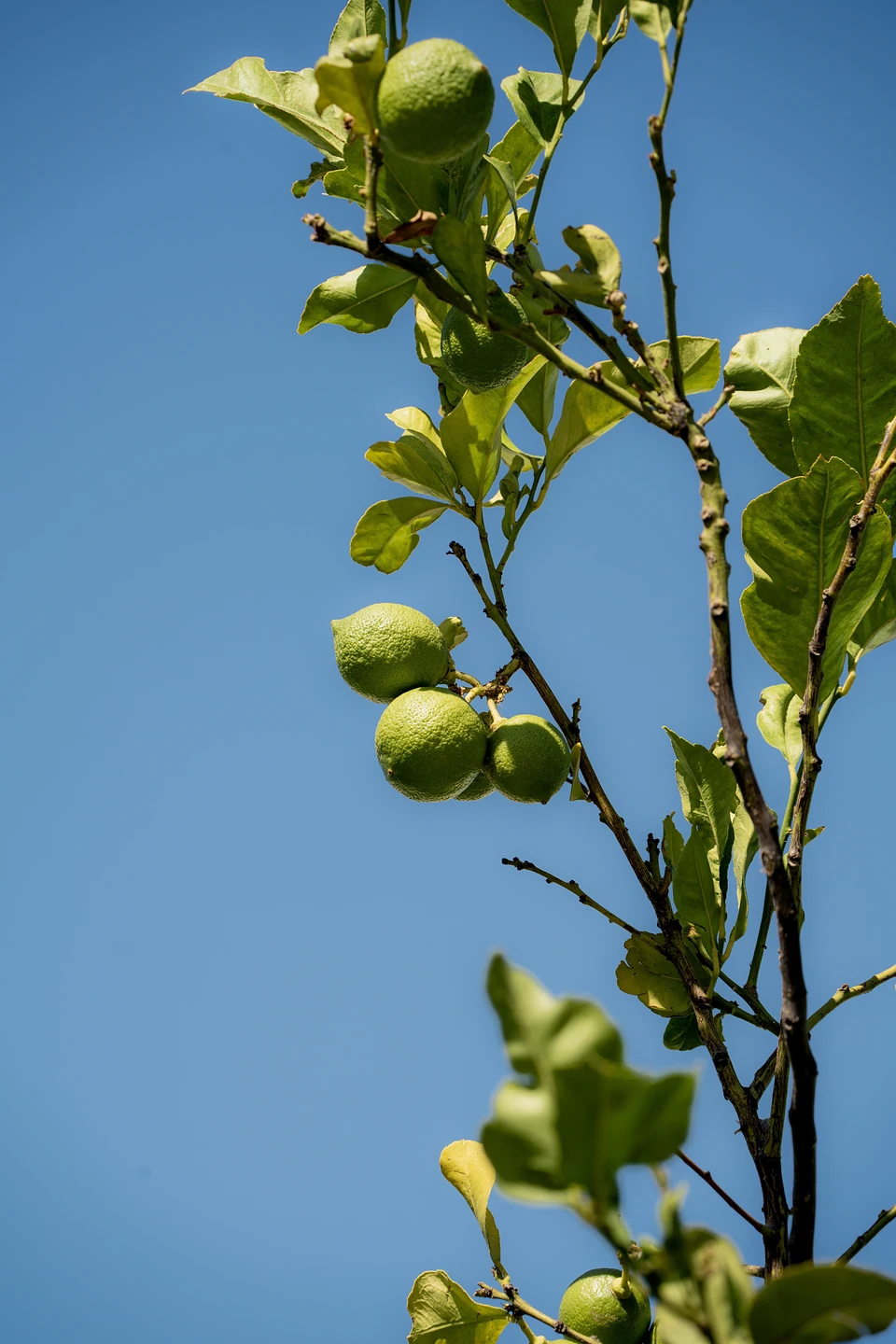 Green citrus fruit on a slender branch against a deep blue sky