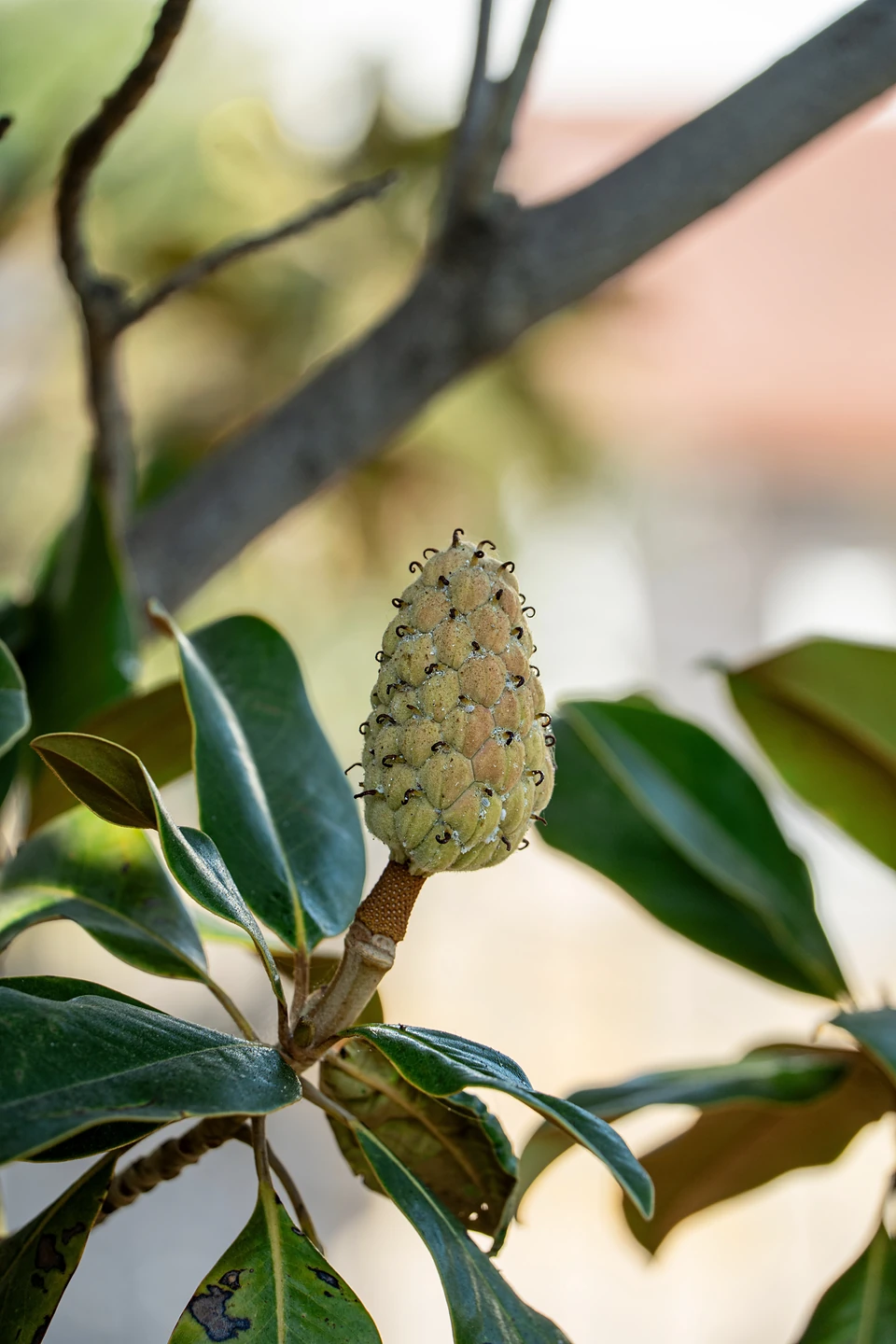 A green magnolia seed cone standing up among glossy dark leaves