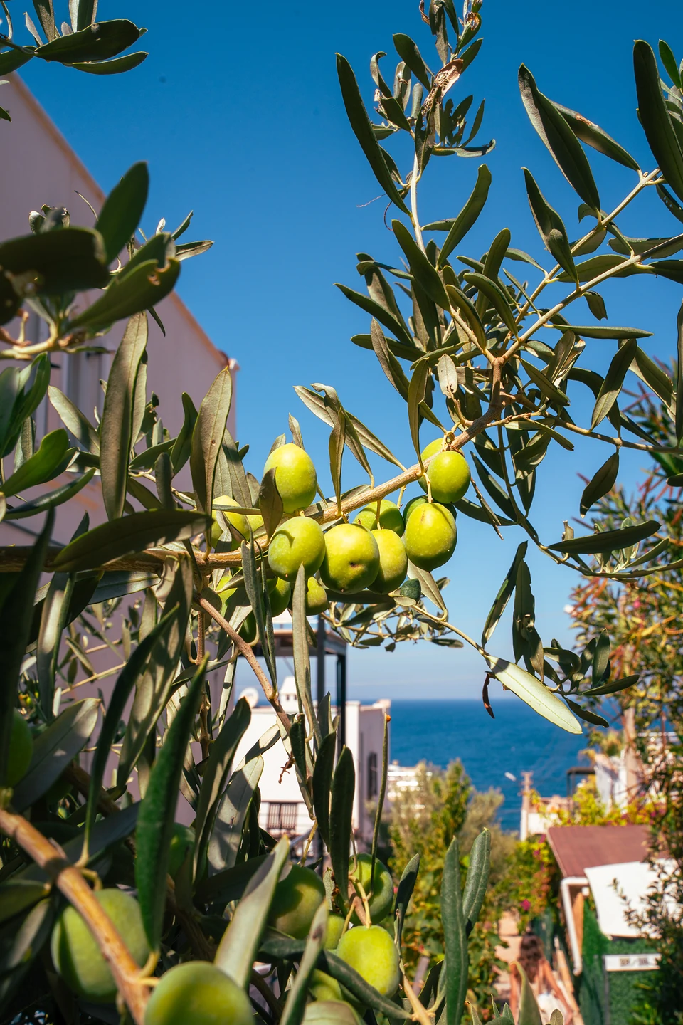 Green olives on a branch, with white houses and the blue sea beyond