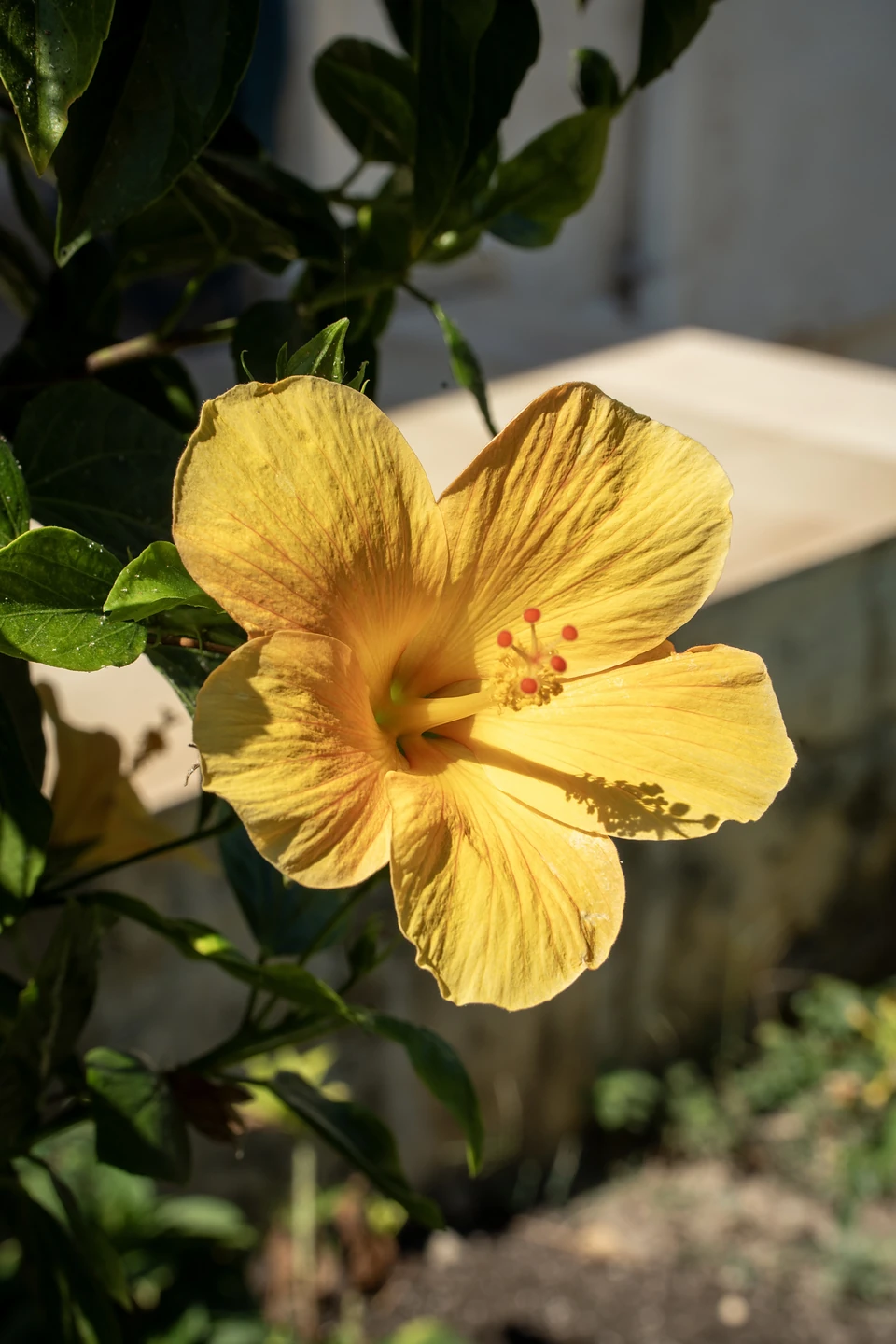 A yellow hibiscus open in full sun, a small shadow falling across one petal