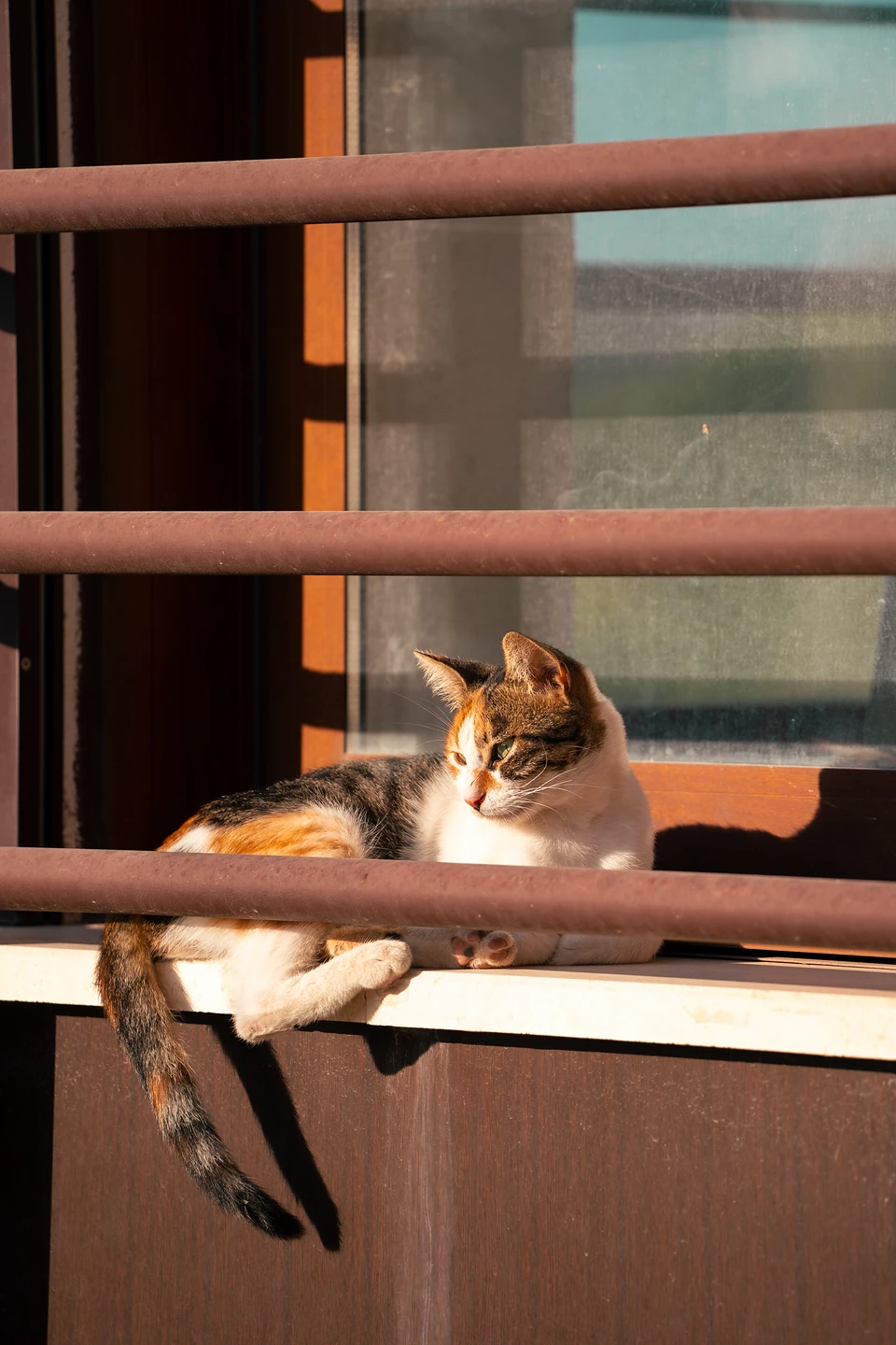 A calico cat on a sunlit window sill behind brown metal bars, its tail hanging down
