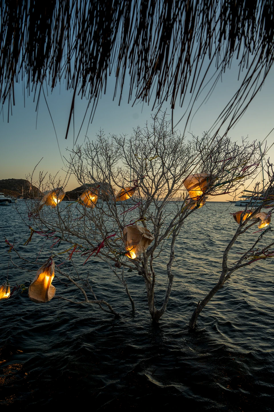 Glowing lanterns and ribbons in a bare tree rising from the sea at Gümüşlük at dusk