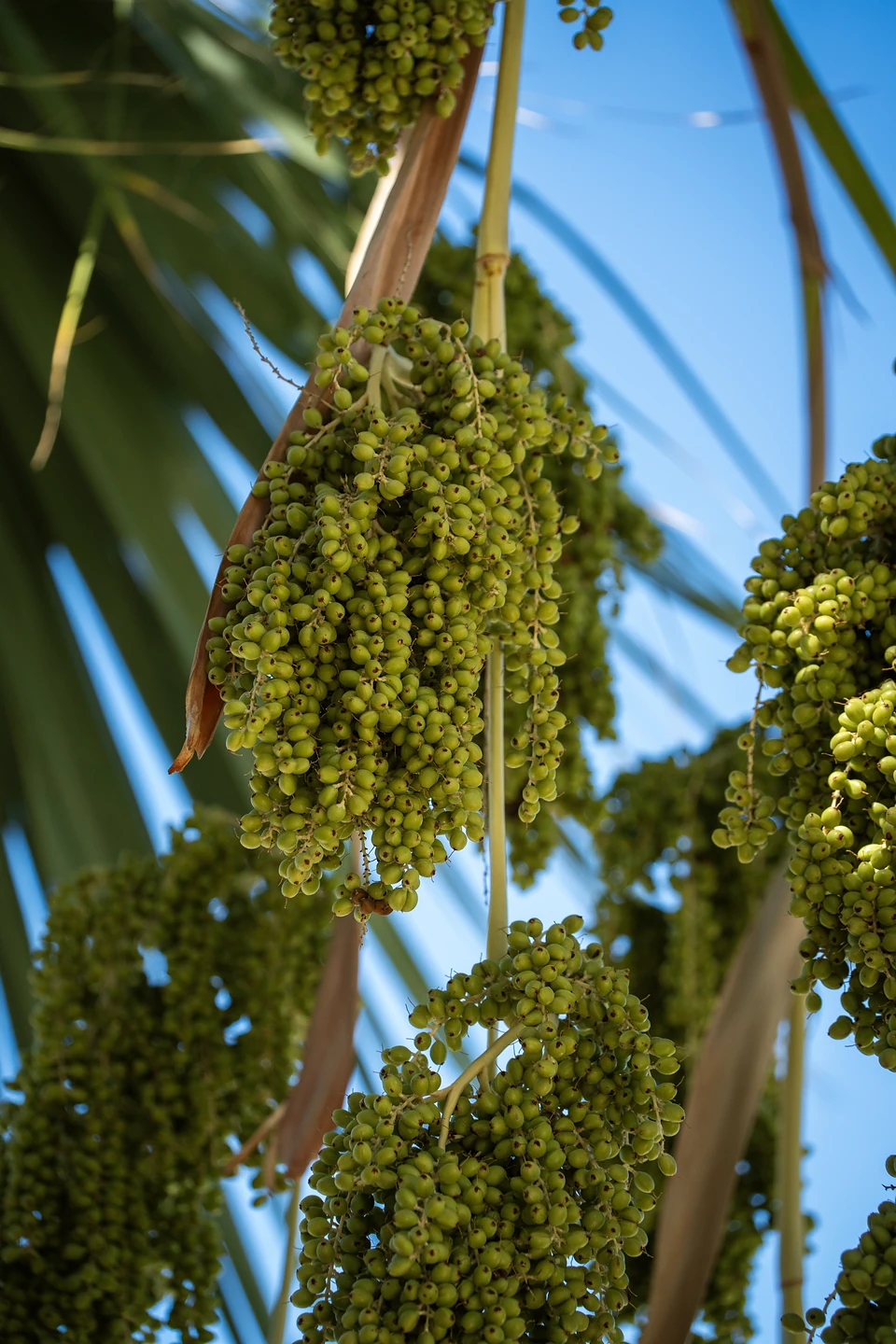Heavy clusters of small green fruit hanging from a palm against a blue sky