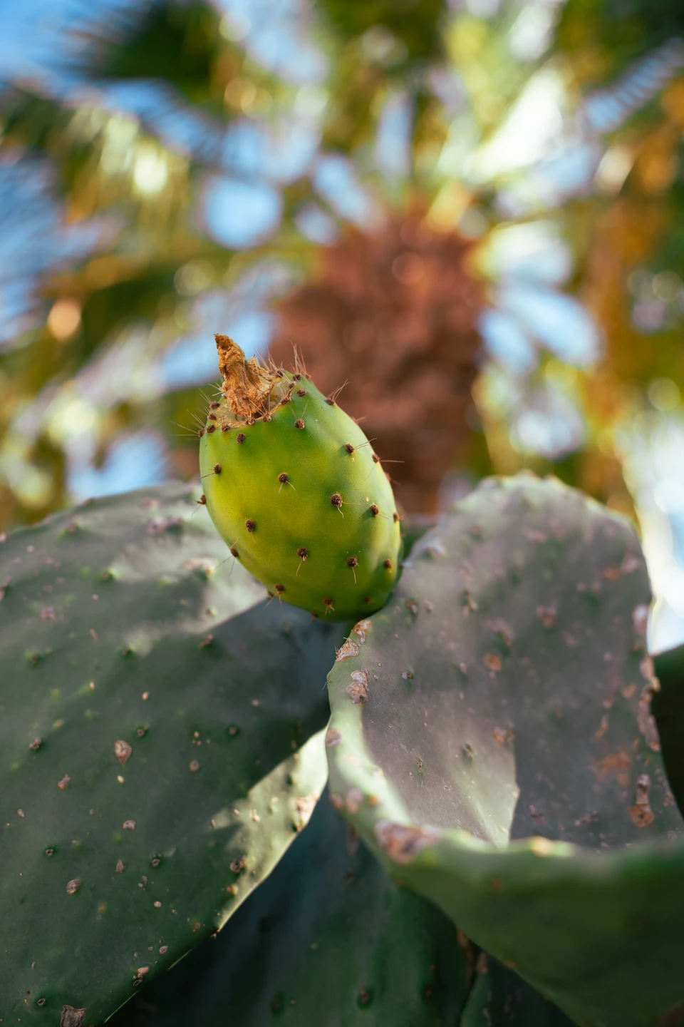 A green prickly pear fruit on a cactus pad, a palm tree blurred behind