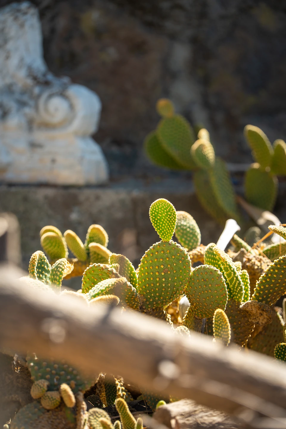Small polka-dotted cactus pads glowing in low sun, a carved white stone scroll behind
