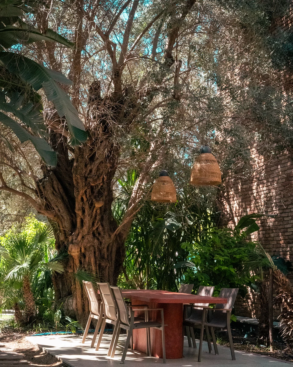 A terracotta table and chairs under an old olive tree, woven lamps hanging from its branches