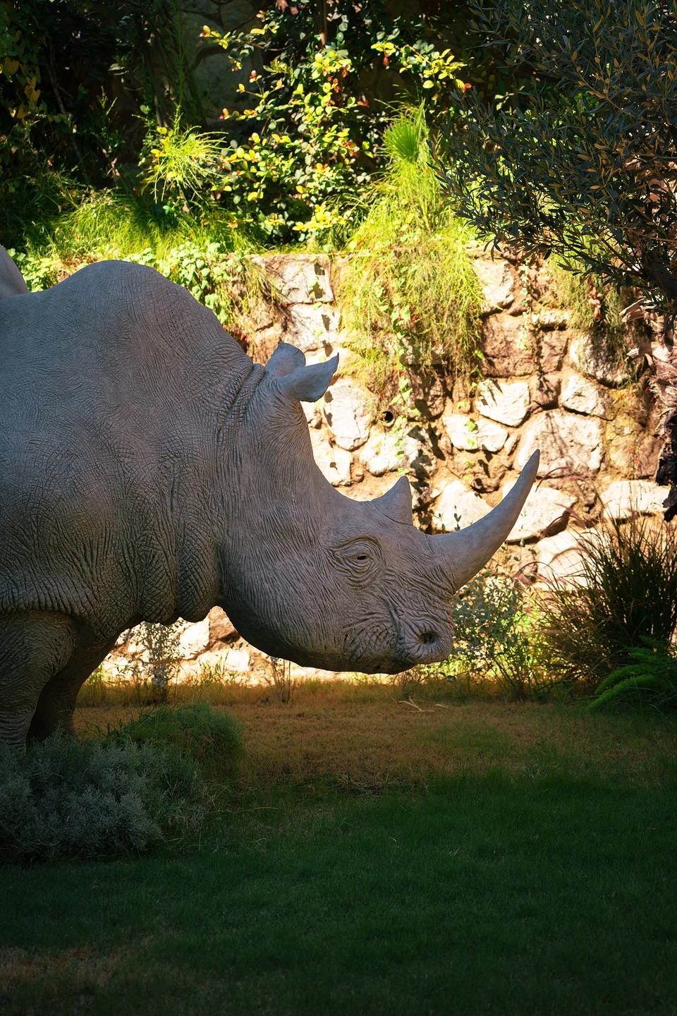 A pale rhinoceros sculpture in a patch of sunlight on the lawn, a stone wall behind