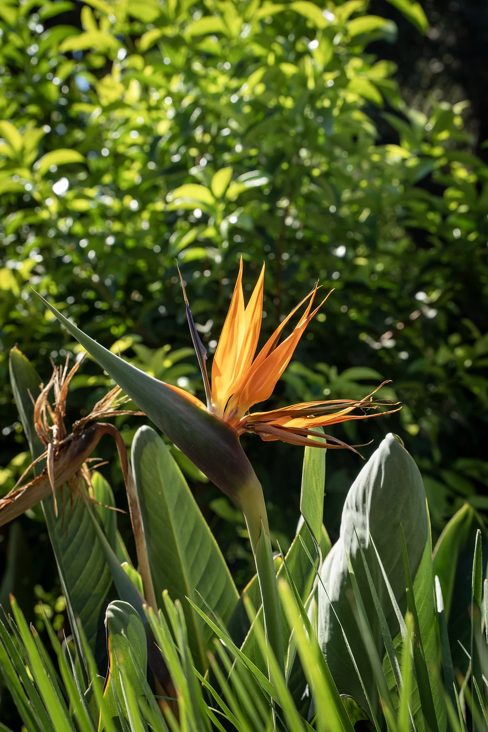 An orange bird-of-paradise flower among long green leaves, lit by the afternoon sun