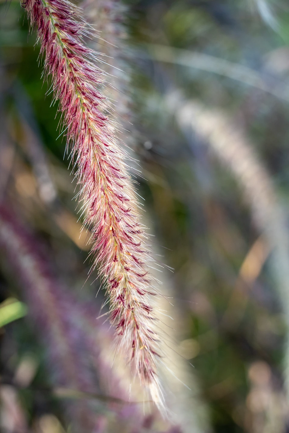 A feathery pink grass plume up close, the garden a soft blur behind