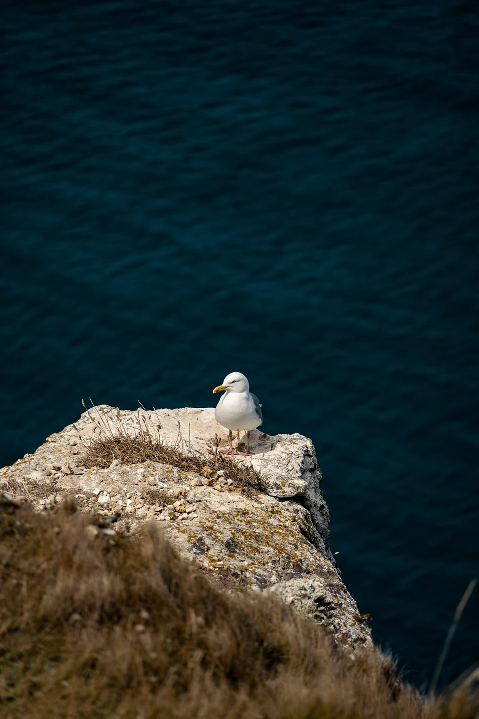 A white gull standing on a chalk ledge above dark blue water