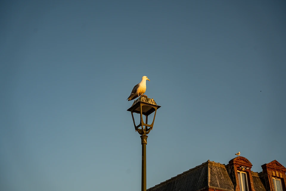 A gull perched on a lantern-style street lamp in golden evening light, another on a roof