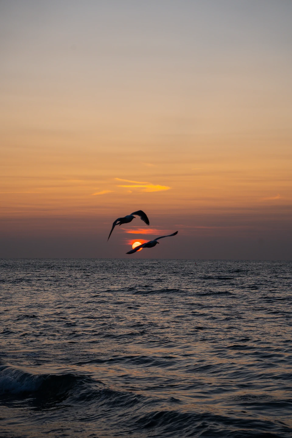 Two seabirds in silhouette crossing the setting sun above the sea