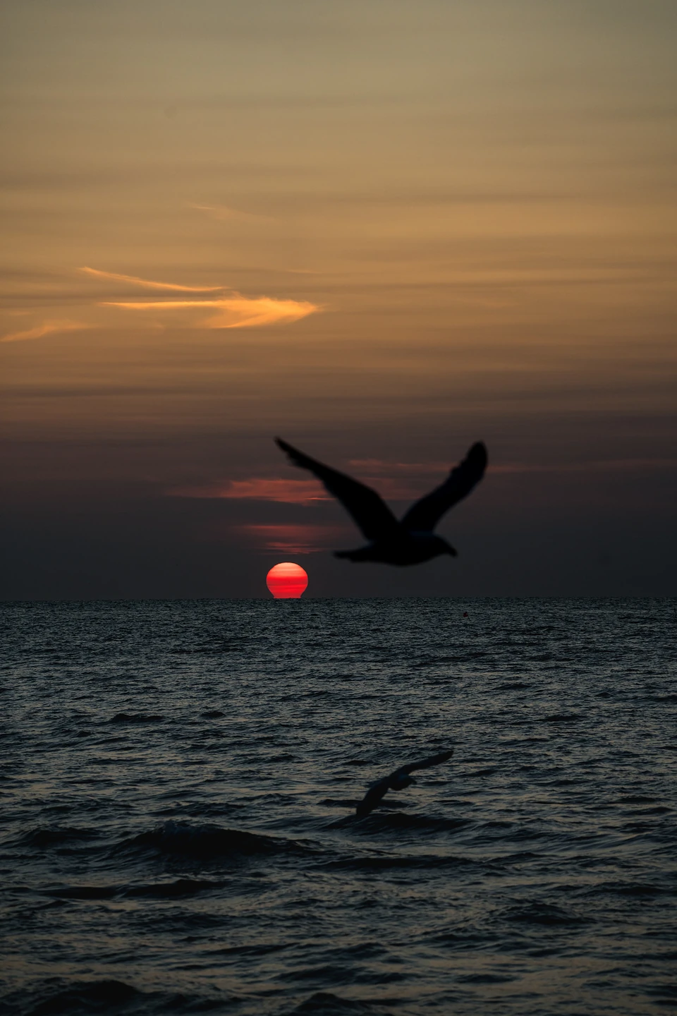 A seabird in flight above a red sun touching the horizon, another skimming the waves